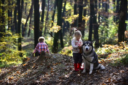 Sad little girl and boy with big dog in forest in autumn.の写真素材