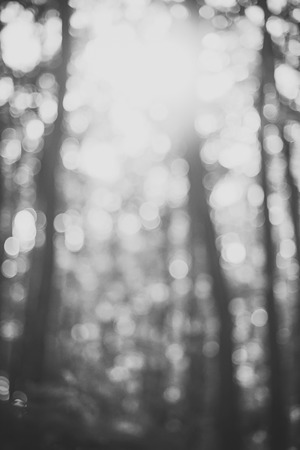 Defocused natural background.の写真素材