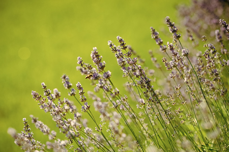 Lavender flowers blooming on green fieldの写真素材