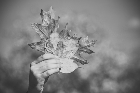 Season and autumn. hand with natural yellow fall leaf sunny outdoor. autumn leaves bouquet in male hand.の写真素材