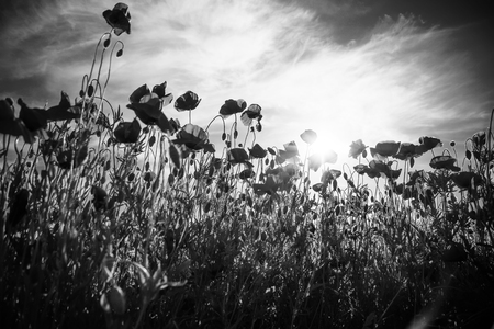 flower field at sunset. summer flower field with red poppy on blue skyの写真素材