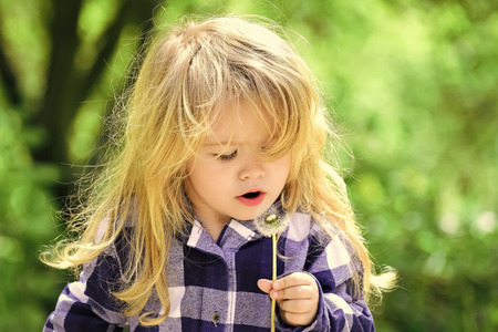 Happy kid having fun. Child blow dandelion in spring or summer parkの写真素材