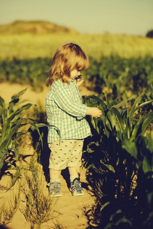 small boy in green field of corn or maizeの写真素材