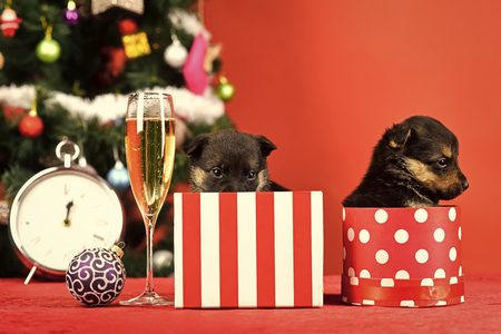 Year of dog, holiday celebration with champagne in wine glass.の写真素材