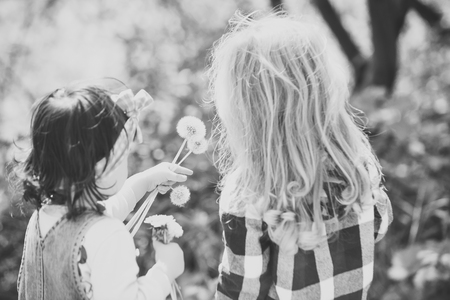 Children pick dandelion flowers in spring or summer parkの写真素材