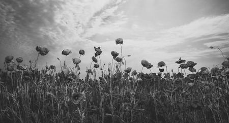 Summer and spring, landscape, poppy seed.の写真素材