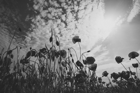 harvesting, spring and summer.の写真素材