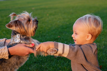 True friendship. Best friends forever. Happy childhood. Sweet childhood memories. Child play with yorkshire terrier dog. Toddler boy enjoy leisure with dog friend. Small baby toddler walk with dogの写真素材