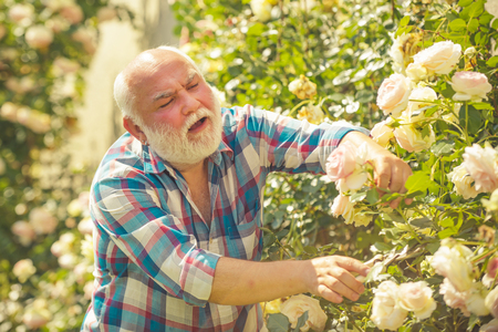 Senior man gardening in garden. Hobbies and leisure. Growing plants.の写真素材
