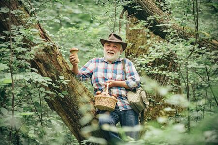 Old man walking. Grandpa Pensioner. Senior hiking in forest. Collecting mushrooms in the forest.