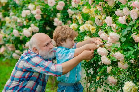 Flower rose care and watering. Grandfather with grandson gardening together. Bearded Senior gardener in an urban garden. Family generation and relations concept.の写真素材