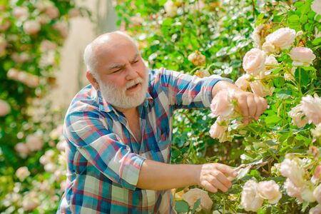 Flower rose care and watering. Grandfather gardening. Hobbies and leisure.