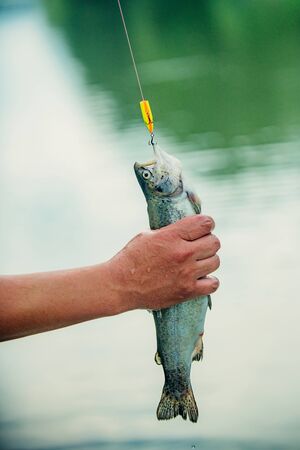 Rainbow trout on a hook. Fish on the hook. Fly fishing for trout. River grayling on the hook. sport...