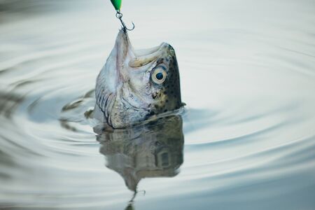 Fishing in river. Catches a fish. Concepts of successful fishing. Brown trout being caught in...