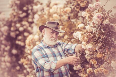 Flower care and watering. Gardener cutting flowers in his garden. Bearded man farmer in the park with countryside background. Portrait of grandfather while working in flowers garden.の写真素材
