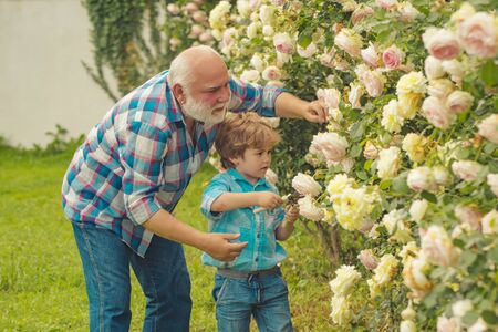 Grandfather and grandchild enjoying in the garden with roses flowers. Watering flowers in garden. A grandfather and a toddler are working in flowers park.の写真素材