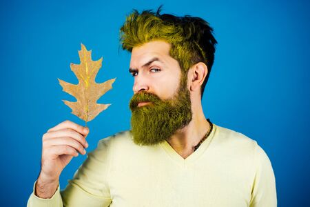Autumnal vogue trend. Autumn man. Fashion autumn man portrait with yellow maple leaves on isolated...