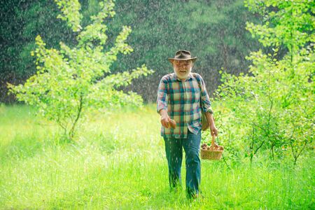 Mushrooming in forest, Grandfather hunting mushrooms over summer forest background. Senior mushroomer. Pensioner.の写真素材