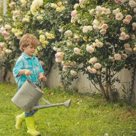 Gardening activity with little kid. Flower rose care and watering. Child working in garden near flowers garden. Happy son working in the garden.の写真素材