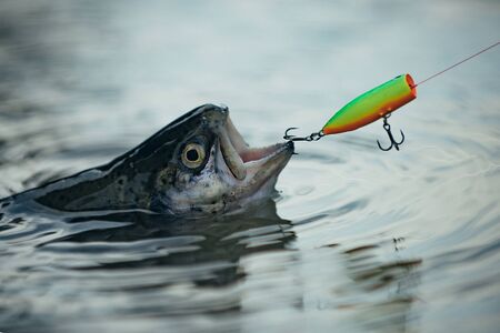 Fishes catching hooks. Fisherman and trout. Bass fishing splash. Catching a big fish with a fishing...