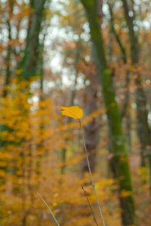 Yellow leaf of autumn tree in the park. Close up image of orange autumn leaves at soft golden light. Concept of life and change of generations. Youth and aging. Change role transitions.の写真素材