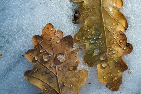 Close up two autumn leaves in puddle frozen in unique, geometric type pattern. Autumn yellow leaves...