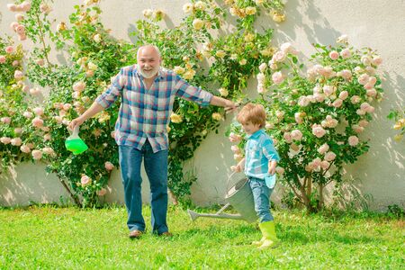 Gardening - Grandfather gardener in sunny garden planting roses. Gardening activity with little kid and family. His enjoys talking to grandfather.の写真素材