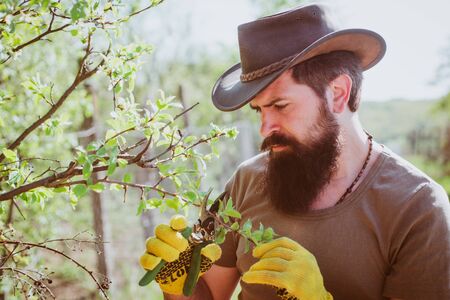Farmer grafting branch in orchard. Portrait of father while working in garden.の写真素材