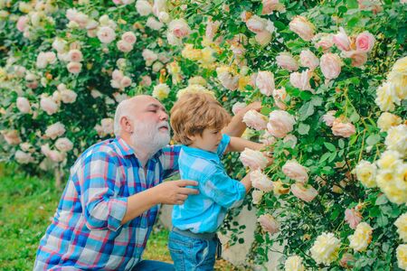 Planting flowers. Grandfather and grandson in beautiful garden. Gardener cutting flowers in his garden. His enjoys talking to grandfather.の写真素材