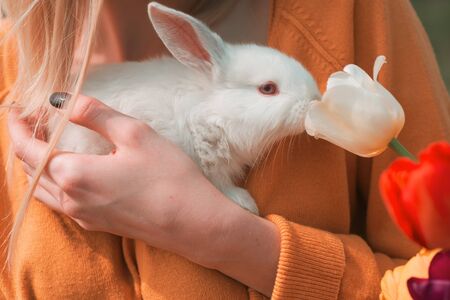8 march women's day. Young woman hold bunny rabbit on Easter day. Little rabbit smelling a flower tulipの写真素材
