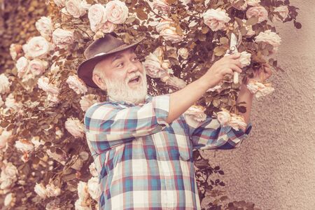 Grandfather working in garden over roses background. Springtime on the ranch. Country life....