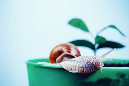 Cosmetics and snail mucus. Cosmetology beauty procedure. Cute snail near green plant. Natural remedies. Adorable snail close up. Little slime with shell or snail in plant pot. Healing mucusの写真素材