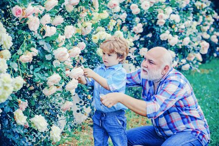 Grandfather and grandchild enjoying in the garden with roses flowers. Senior gardener. Spring and hobbies. Flower ground.の写真素材
