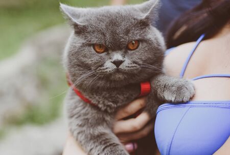 Taking care and petting of domestic animals concept. Cute british shorthair gray cat with look of verjuice. Sexy woman owner with big breast cuddling her pussycat.の写真素材