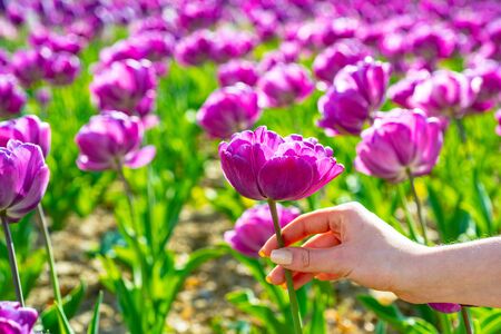 Tulips field. Tulip in woman hands. Tulip flowers in spring blooming blossom scene.の写真素材