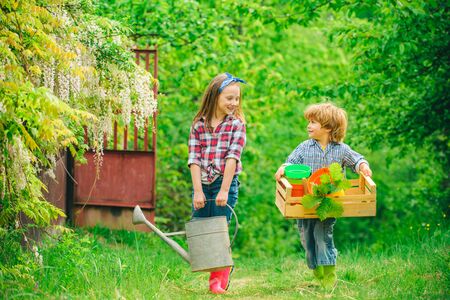 Children farmers hold box and watering can. Cute toddler girl and boy working on farm outdoors.の写真素材