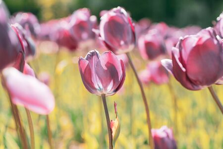 Spring blooming tulips. Tulips in spring blooming garden. Blooming pink tulip flowers in springtime.