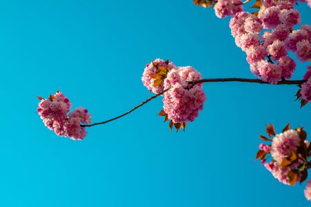 Branches of blossoming sakura on sky background. Branch spring flowersの写真素材
