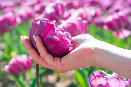 Tulip in woman hands. Tulip flowers in spring blooming blossom sceneの写真素材