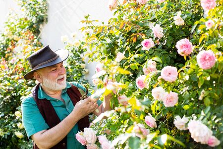 Gardening - Grandfather gardener in sunny garden planting roses. Senior man gardening in garden.の写真素材