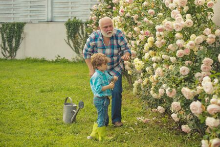 Grandfather and grandchild enjoying in the garden with roses flowers. Portrait of grandfather and grandson while working in flowers garden.の写真素材