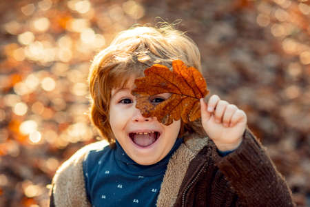 Toddler boy in autumn park. Child covers his eyes with a yellow maple leaf in the autumn park. Kids walking in autumn park. Cute boy playing with maple leaves outdoors. Autumn child portrait.の写真素材