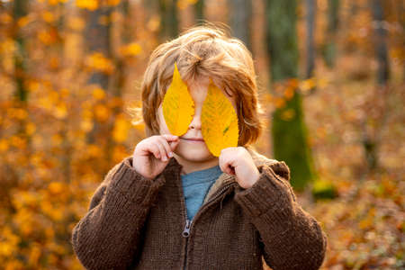 Child covers his eyes with a yellow maple leaf. Autumn kid portrait. Autumn outdoor portrait of beautiful happy child walking in park or forest in warm Autumnal Clothing.の写真素材
