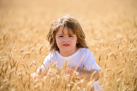 Little boy with blond hairs having fun in wheat field in summer.の写真素材