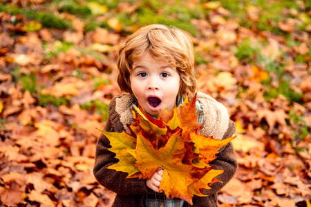 Happy child throws autumn leaves and laughs outdoors.の写真素材
