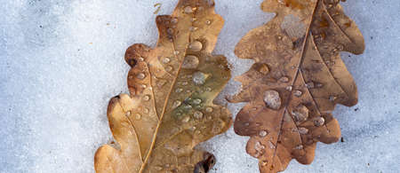 First snow, snow flakes fall. Frosty Autumn leaf. Frozen leaf natural background.の写真素材