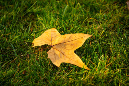 Fallen maple leaves in autumn on grass.の写真素材