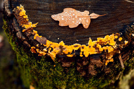 Abstract autumn leaves over old wooden background with copy space.の写真素材