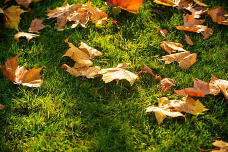 Fallen maple leaves in autumn on grass, autumnal background.