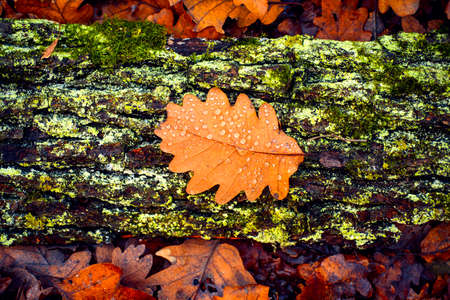 Abstract background of autumn leaves. Decorate with forest autumnal background.